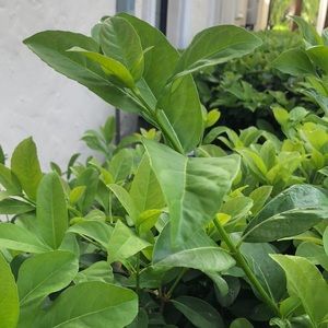 Meet your Posher, Bryant